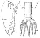 Espce Euchirella messinensis - Planche 7 de figures morphologiques
