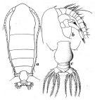 Espce Euchirella formosa - Planche 4 de figures morphologiques