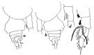 Espce Euchirella formosa - Planche 5 de figures morphologiques