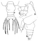 Espce Euchirella bitumida - Planche 5 de figures morphologiques