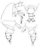 Espce Pseudochirella bilobata - Planche 1 de figures morphologiques