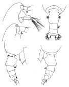 Espce Pseudochirella semispina - Planche 1 de figures morphologiques