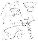 Espce Chirundinella magna - Planche 2 de figures morphologiques