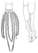 Species Chirundinella magna - Plate 3 of morphological figures