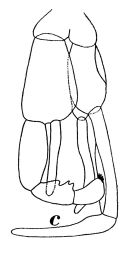 Espce Pseudochirella dubia - Planche 2 de figures morphologiques