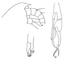 Espce Euchirella bella - Planche 3 de figures morphologiques