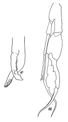 Espce Euchirella messinensis - Planche 10 de figures morphologiques