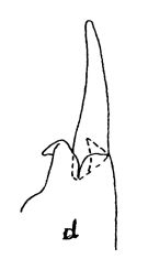 Espce Neocalanus plumchrus - Planche 1 de figures morphologiques