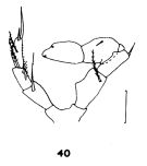 Espce Metridia venusta - Planche 3 de figures morphologiques