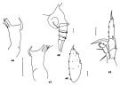 Espce Heterorhabdus austrinus - Planche 6 de figures morphologiques