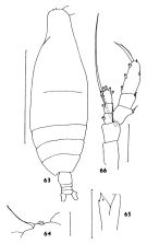 Espce Haloptilus longicornis - Planche 4 de figures morphologiques
