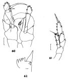 Espce Heterostylites longicornis - Planche 5 de figures morphologiques