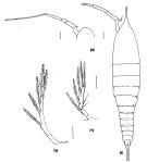 Espce Aegisthus mucronatus - Planche 1 de figures morphologiques