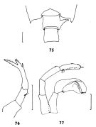 Espce Candacia tenuimana - Planche 2 de figures morphologiques