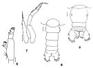Espce Pareucalanus langae - Planche 5 de figures morphologiques