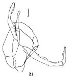 Espce Undeuchaeta plumosa - Planche 5 de figures morphologiques