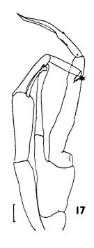 Espce Euchirella rostrata - Planche 7 de figures morphologiques