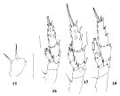 Espce Scolecithricella vittata - Planche 5 de figures morphologiques