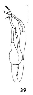 Species Scaphocalanus farrani - Plate 5 of morphological figures