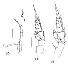 Espce Scolecithricella dentata - Planche 5 de figures morphologiques