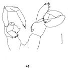 Espce Lucicutia magna - Planche 3 de figures morphologiques