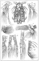 Espce Calanus finmarchicus - Planche 2 de figures morphologiques