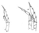 Espce Calanoides acutus - Planche 1 de figures morphologiques