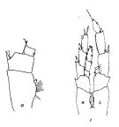 Espce Calanus chilensis - Planche 1 de figures morphologiques
