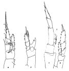 Espce Neocalanus robustior - Planche 2 de figures morphologiques