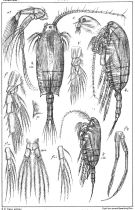 Espce Chiridius obtusifrons - Planche 4 de figures morphologiques