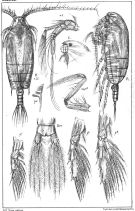 Espce Gaetanus tenuispinus - Planche 8 de figures morphologiques