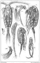 Espce Bradyidius similis - Planche 3 de figures morphologiques