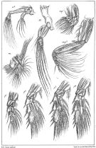 Espce Comantenna brevicornis - Planche 3 de figures morphologiques