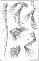 Espce Aetideopsis rostrata - Planche 7 de figures morphologiques