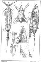 Espce Rhincalanus nasutus - Planche 2 de figures morphologiques