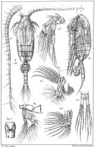 Espce Pseudocalanus elongatus - Planche 2 de figures morphologiques