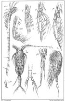 Espce Pseudocalanus elongatus - Planche 3 de figures morphologiques
