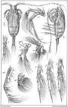 Espce Spinocalanus brevicaudatus - Planche 5 de figures morphologiques