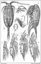 Espce Scaphocalanus brevicornis - Planche 1 de figures morphologiques