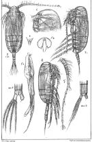 Species Scolecithricella minor - Plate 5 of morphological figures