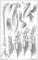 Espce Diaixis hibernica - Planche 2 de figures morphologiques