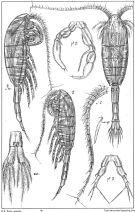Espce Metridia longa - Planche 1 de figures morphologiques