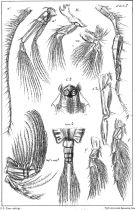 Espce Labidocera wollastoni - Planche 2 de figures morphologiques