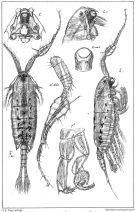Species Anomalocera patersoni - Plate 3 of morphological figures