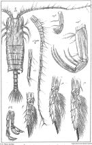 Espce Candacia norvegica - Planche 4 de figures morphologiques