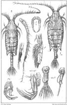 Espce Candacia armata - Planche 2 de figures morphologiques