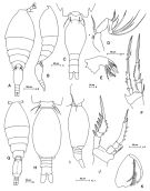 Espce Oncaea englishi - Planche 1 de figures morphologiques