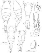 Espce Oncaea curvata - Planche 1 de figures morphologiques