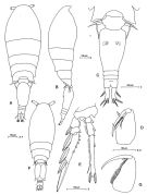 Espce Triconia conifera - Planche 1 de figures morphologiques