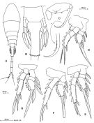 Espce Lubbockia aculeata - Planche 2 de figures morphologiques